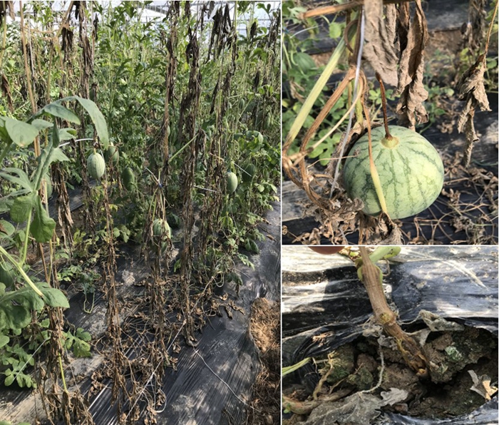 西瓜蔓枯病.jpg